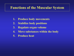 Three Types of Muscle tissue that comprise the Muscular System