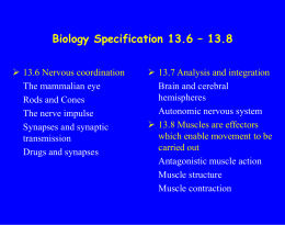 Biology Specification 13.6 Nervous Coordination