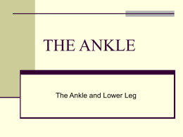 THE ANKLE