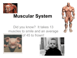 Muscular System NOTES