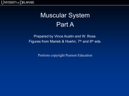 Muscular System A