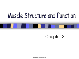 Muscle Structure and Function