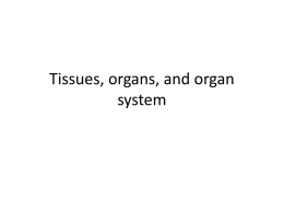 Tissues, organs, and organ system