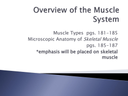 Ch 6 Overview of Muscle and Microscopic Anatomy pgs. 181-187