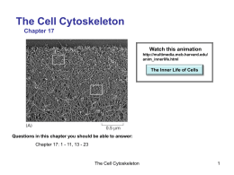 What is the Cell Cytoskeleton?