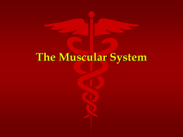 unit 5 Muscle System