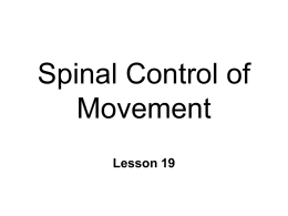 Spinal Motor Control