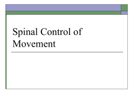 Spinal Control of Movement