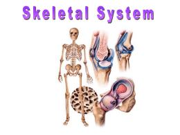 Biology_9_Skeletal_System_rev