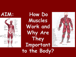 What is a muscle