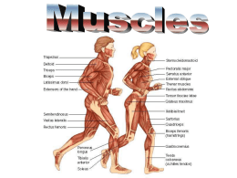 Muscles & Bones