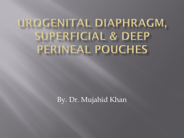 superficial & deep perineal pouches, urogenital diaphragm