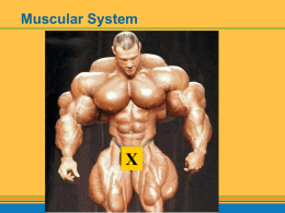 Notes: Intro to Muscular System