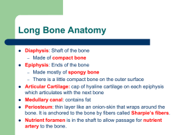 3. Bones, Cartilage, Fractures