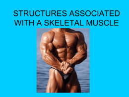 skeletal muscle notes