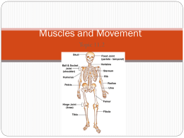 Muscles and Movement notes