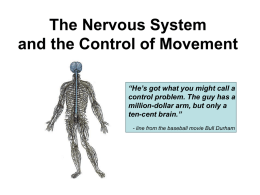 6.1 The Nervous System - Blyth-Exercise