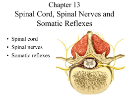 Spinal nerves