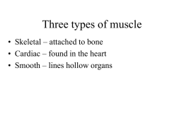 Three types of muscle