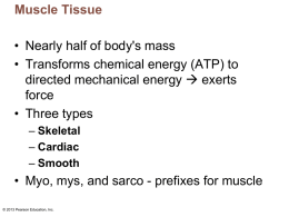 Muscular system #1