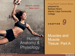 muscle fibers