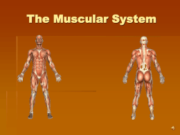 Muscles - PLC-METS