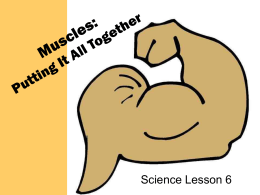 Muscles: Putting It All Together