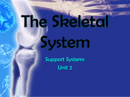 The Skeletal System - Davis School District