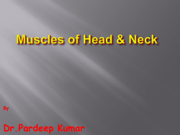 Muscles of Head & Neck