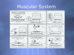 Muscle Powerpoint