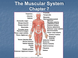 Physiology of skeletal muscle contraction – events