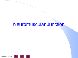 5-2 Neuromuscular Junctio