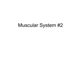 muscular2