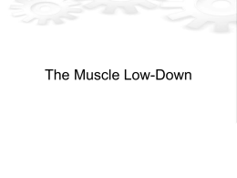 Muscle Slideshow