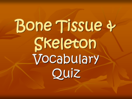 Bone Tissue & Skeleton
