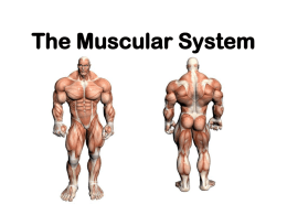 Skeletal Muscle Review
