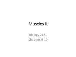 Muscles II