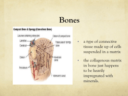 bone and muscle power point