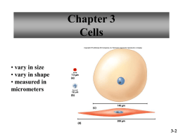 Chapter 3 Cells