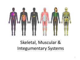 Bio Skeletal Muscular Integumentary Systems 2013
