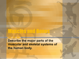 Muscles and Bones Powerpoint