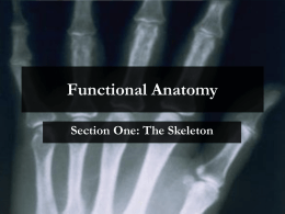 Functional Anatomy2009