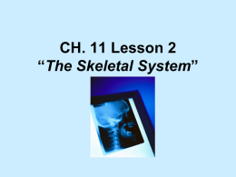 CH. 11 Lesson 2 “The Skeletal System”