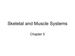 Skeletal and Muscle Systems