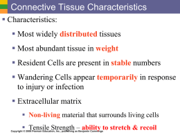 Chapter 3 Connective Tissues