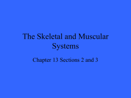 The Skeleton System - Mrs. Brenner`s Biology