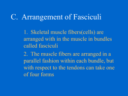 C. Arrangement of Fasciculi