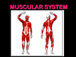 Muscular System