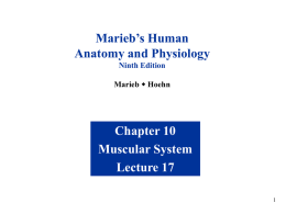 Bio 211 Lecture 17