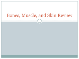 Bones, Muscle, and Skin Review